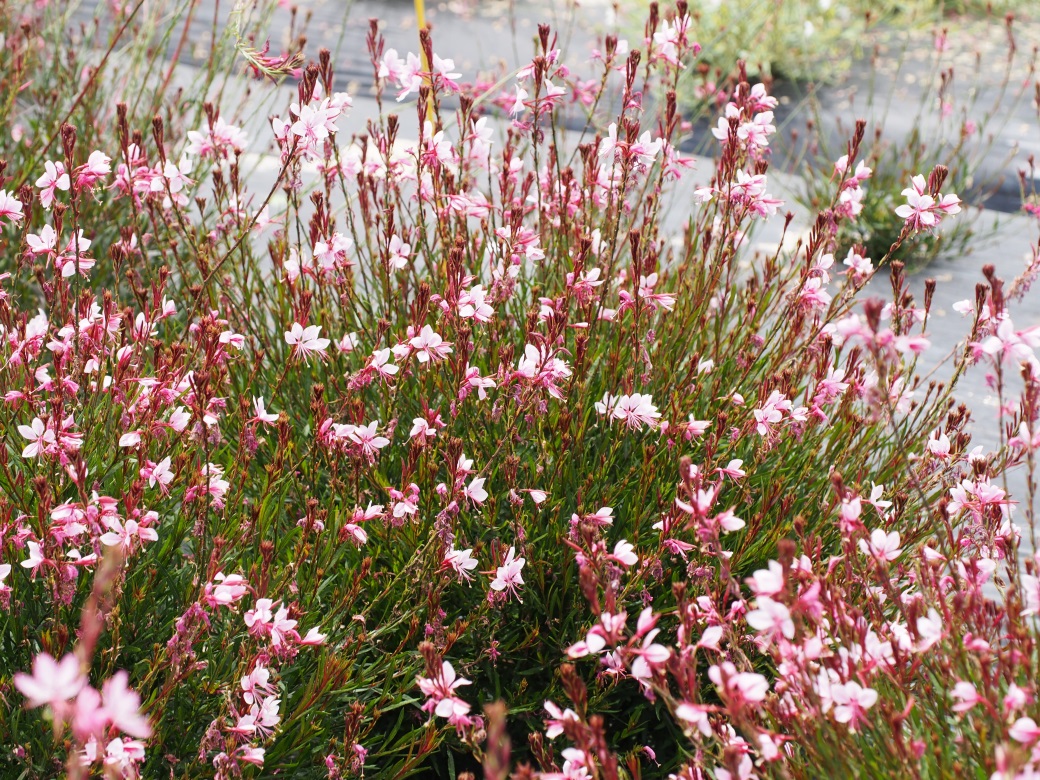 Gaura lindheimeri-Yongbi Dragon_03.jpeg