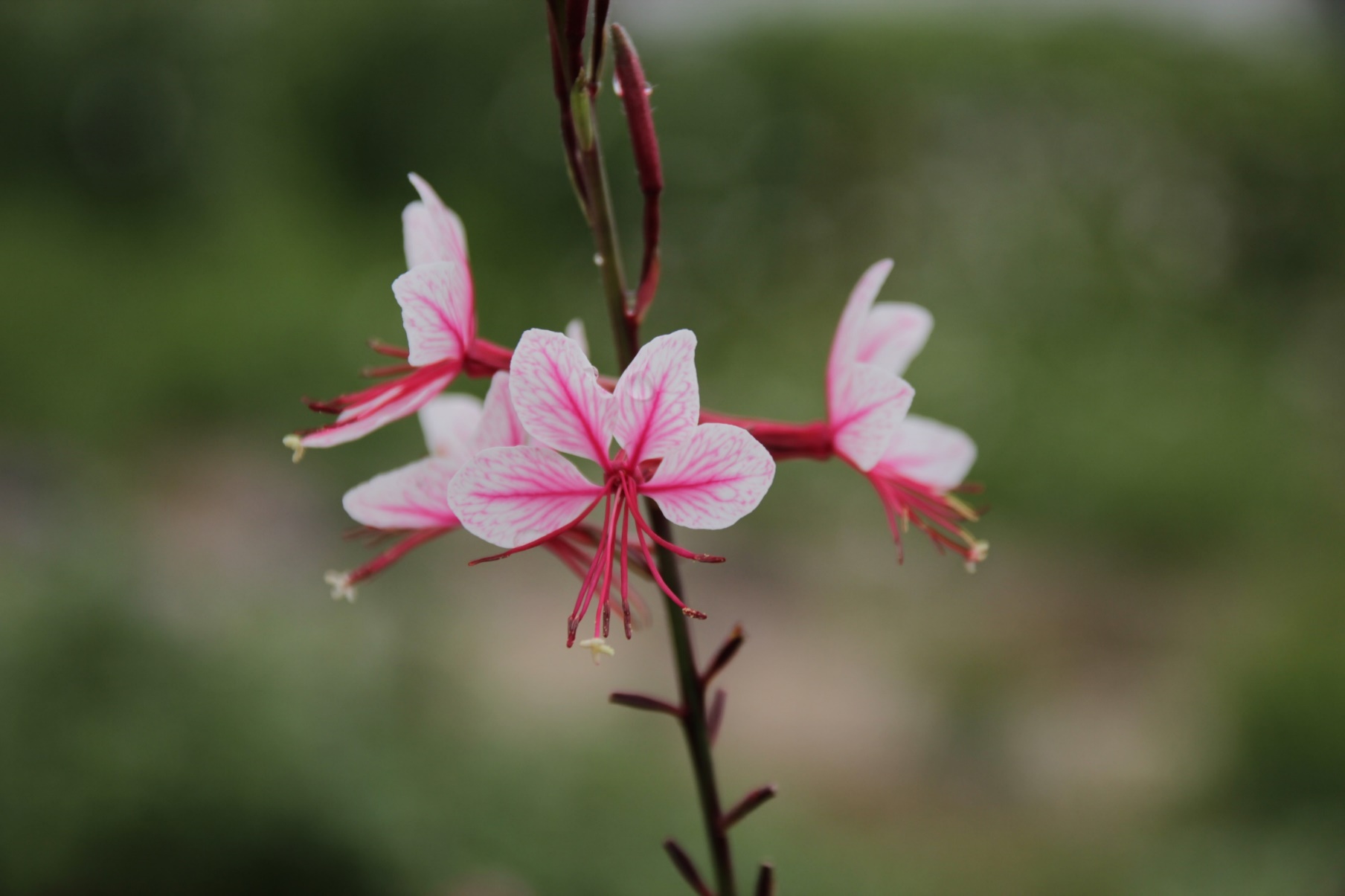 Gaura lindheimeri-Yongbi Dragon_01.jpeg