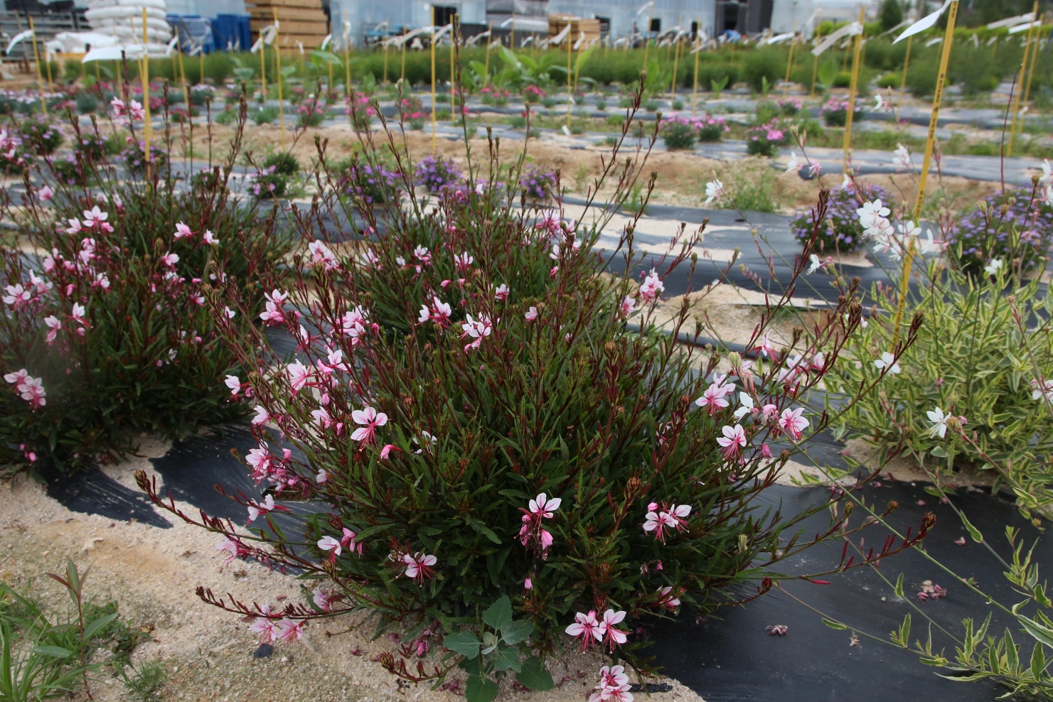 Gaura lindheimeri-Yongbi Dragon_02.jpeg