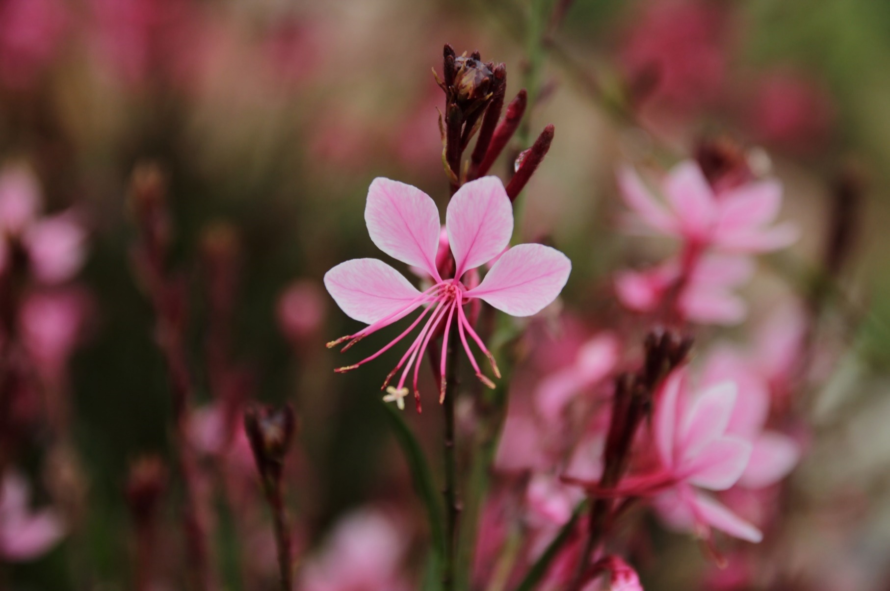 Gaura lindheimeri-Pink Ribbon_01.jpeg