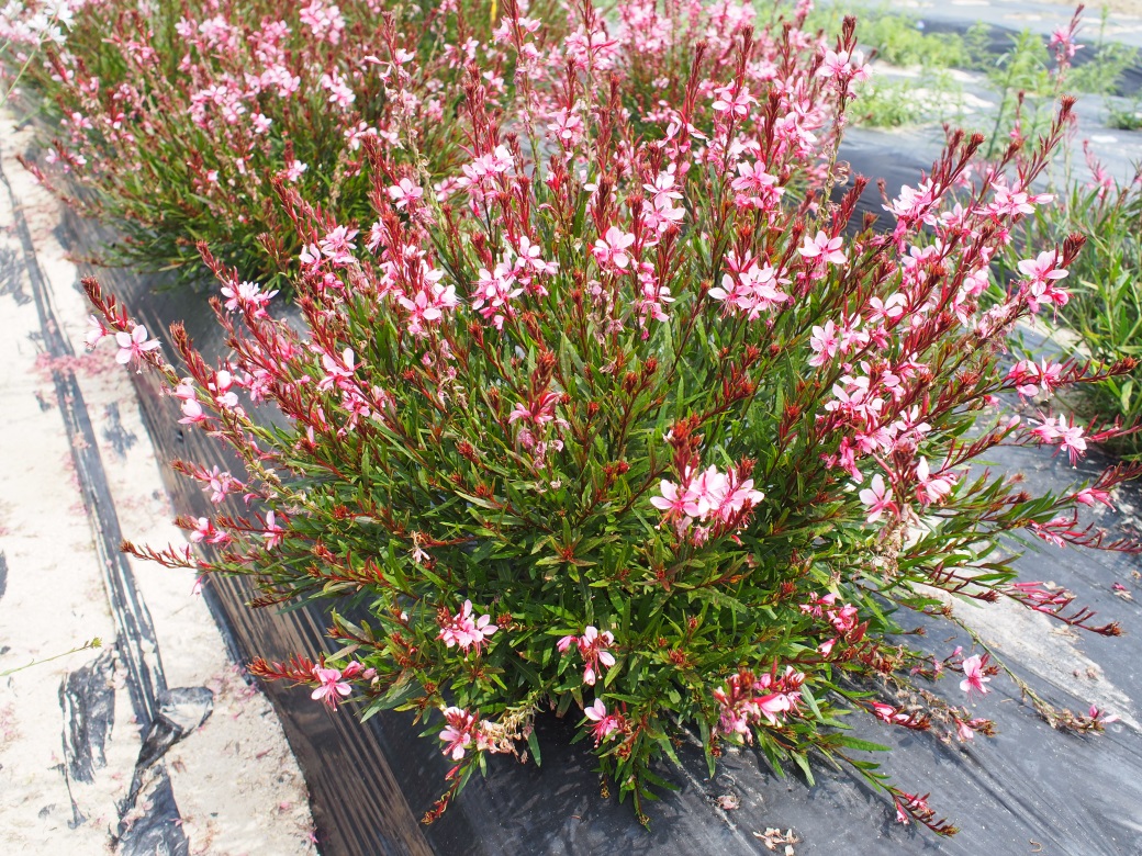 Gaura lindheimeri-Pink Ribbon_03.jpeg