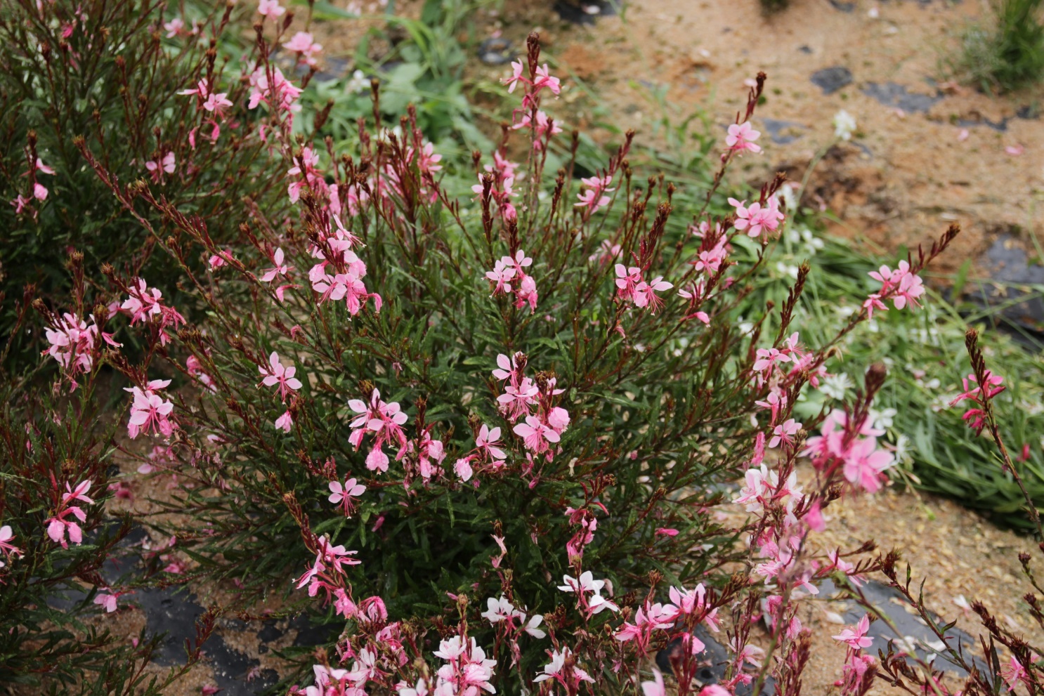 Gaura lindheimeri-Pink Ribbon_02.jpeg