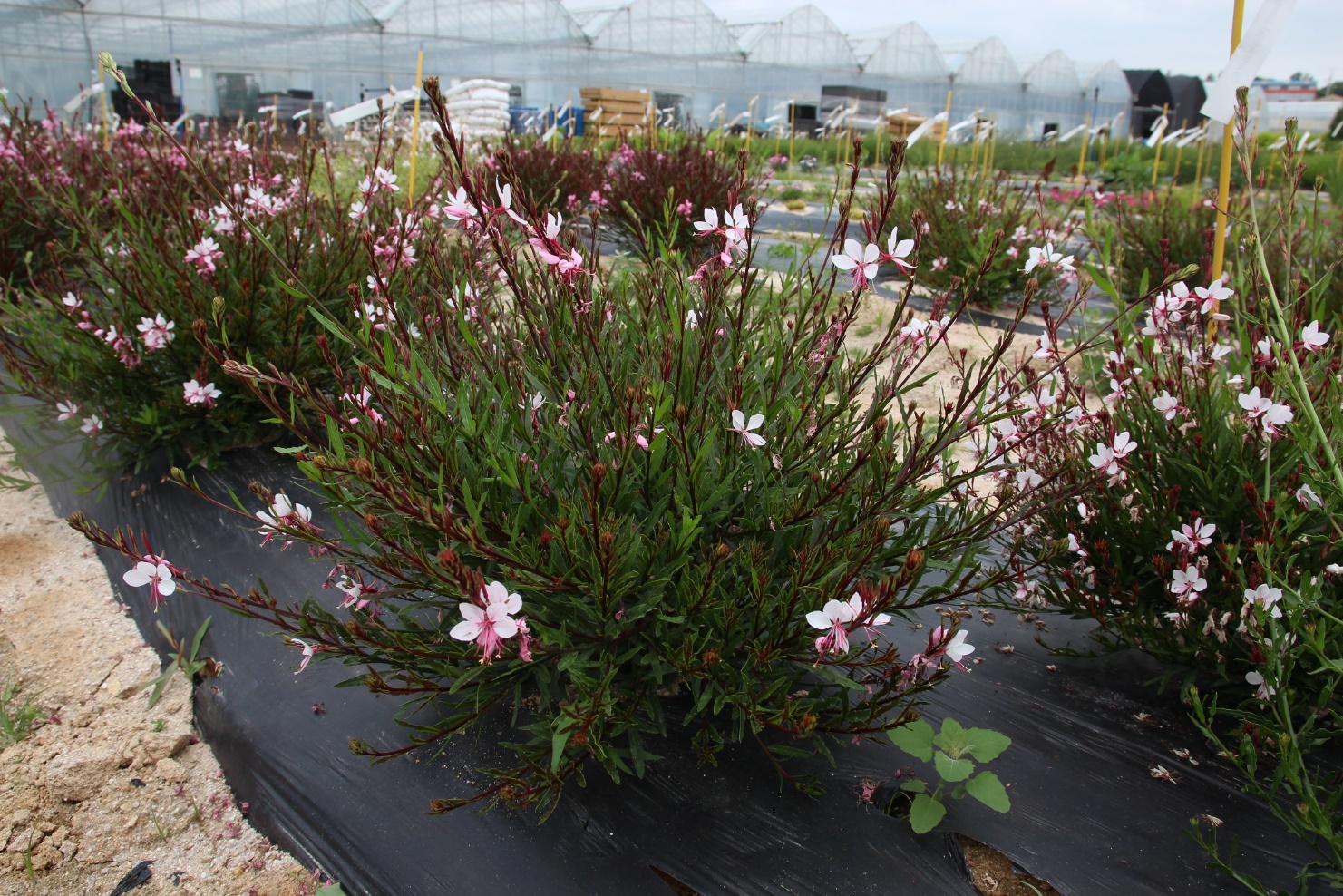 Gaura lindheimeri-White Ribbon_02.jpeg