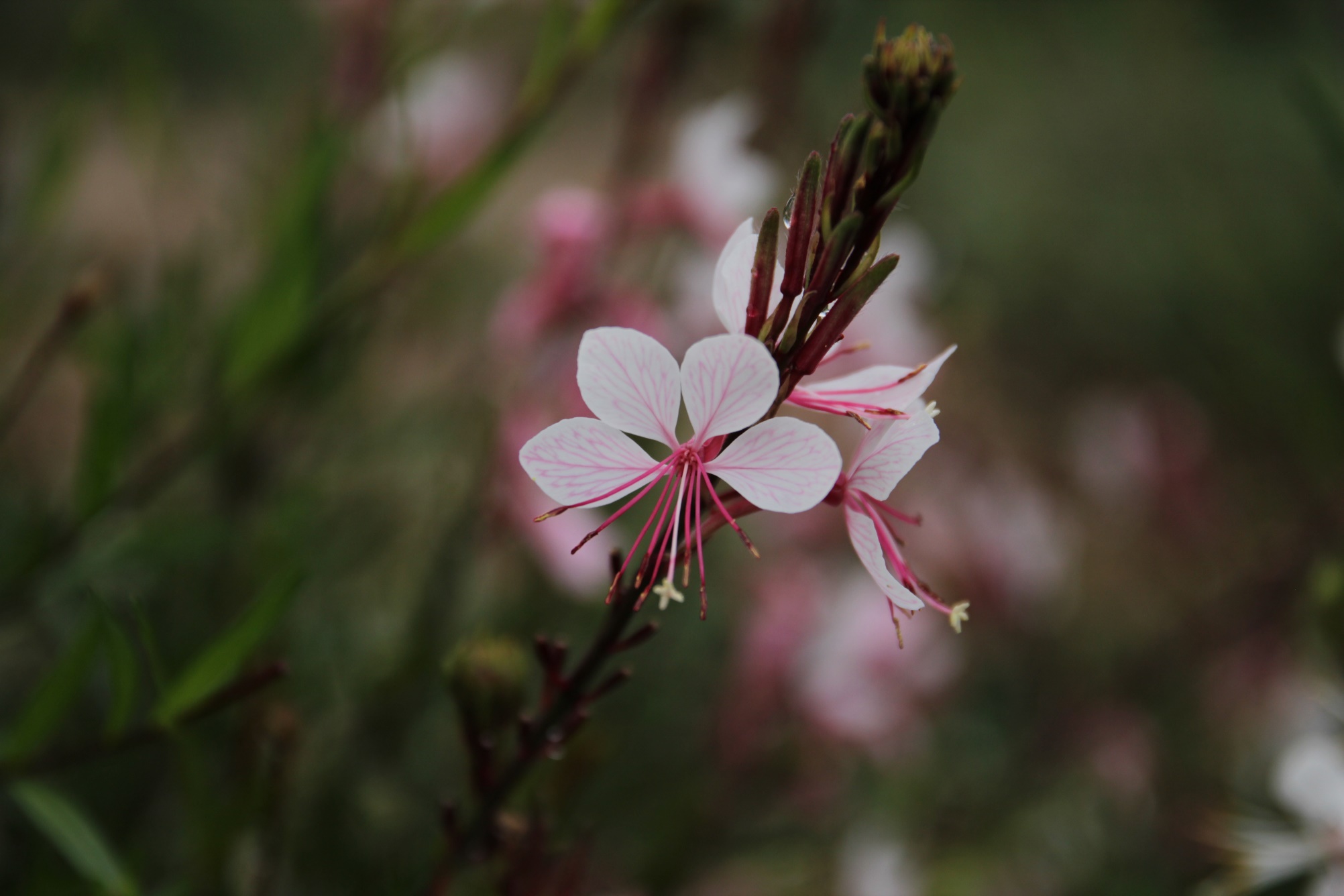 Gaura lindheimeri-White Ribbon_01.jpeg