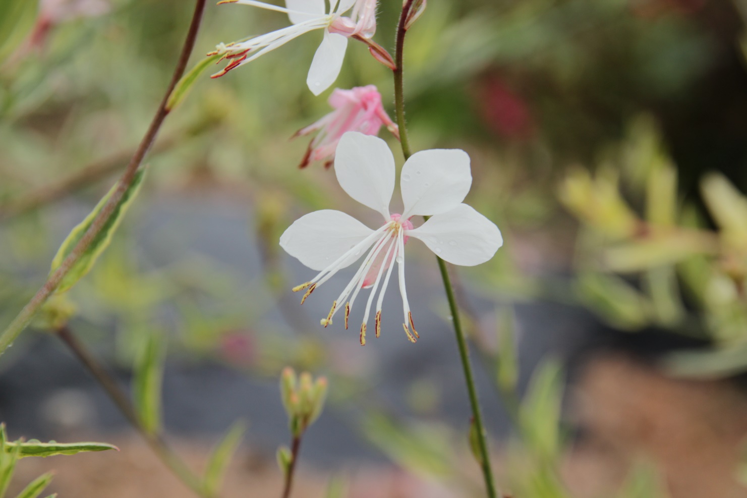 Gaura lindheimeri-Golden Edge_01.jpeg