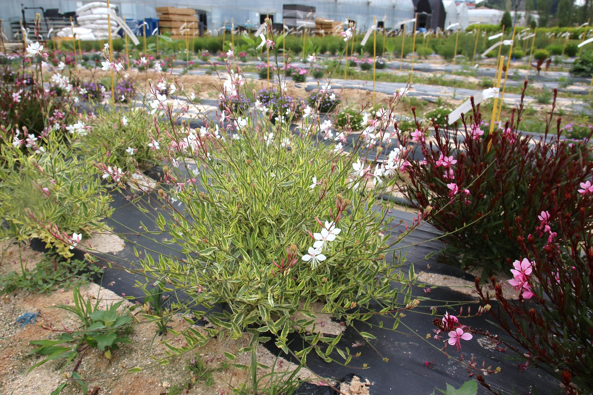 Gaura lindheimeri-Golden Edge_02.png