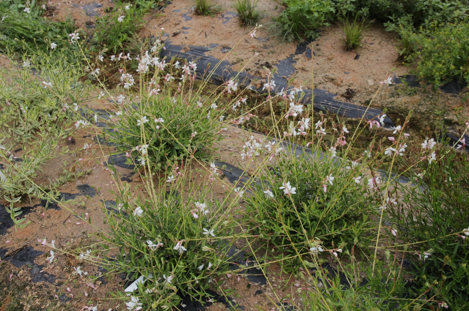 Gaura lindheimeri-Baby Golden Tree_02.jpeg