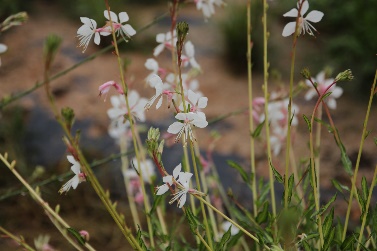 Gaura lindheimeri-Baby Golden Tree_03.jpeg