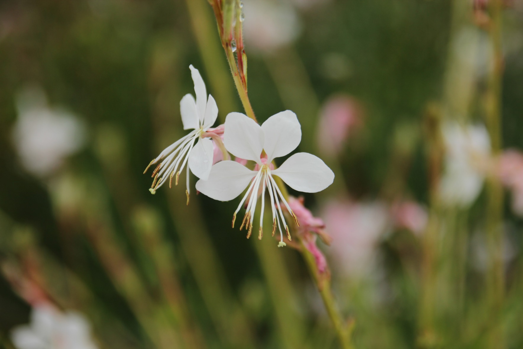 Gaura lindheimeri-Baby Golden Tree_01.jpeg