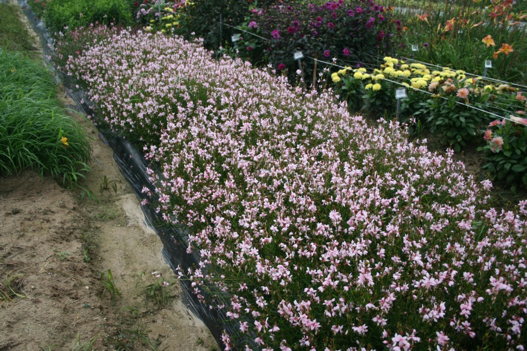 Gaura lindheimeri-Baby Pink_02.jpeg