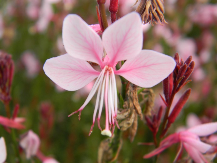 Gaura lindheimeri-Baby Pink_01.jpeg