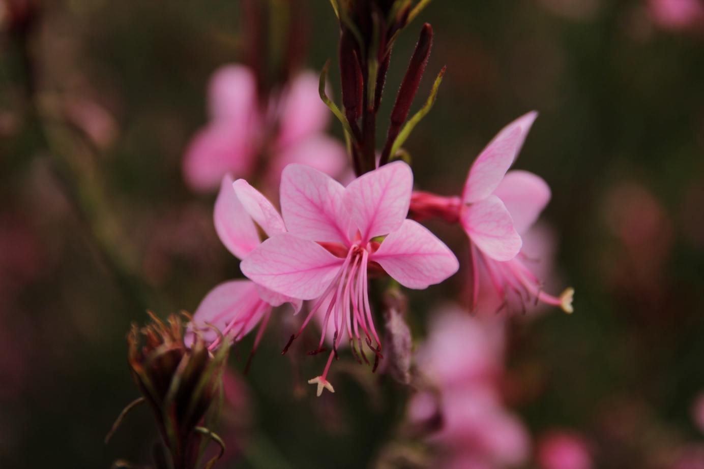 Gaura lindheimeri-Baby Purple_01.jpeg