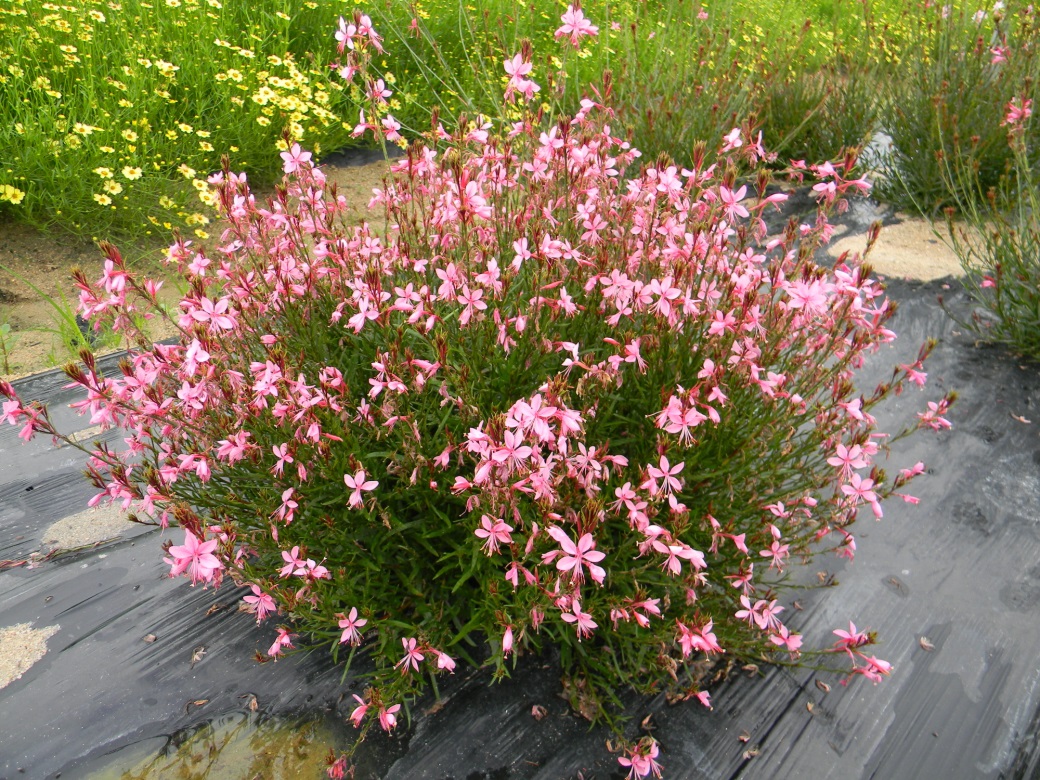 Gaura lindheimeri-Baby Purple_02.jpeg