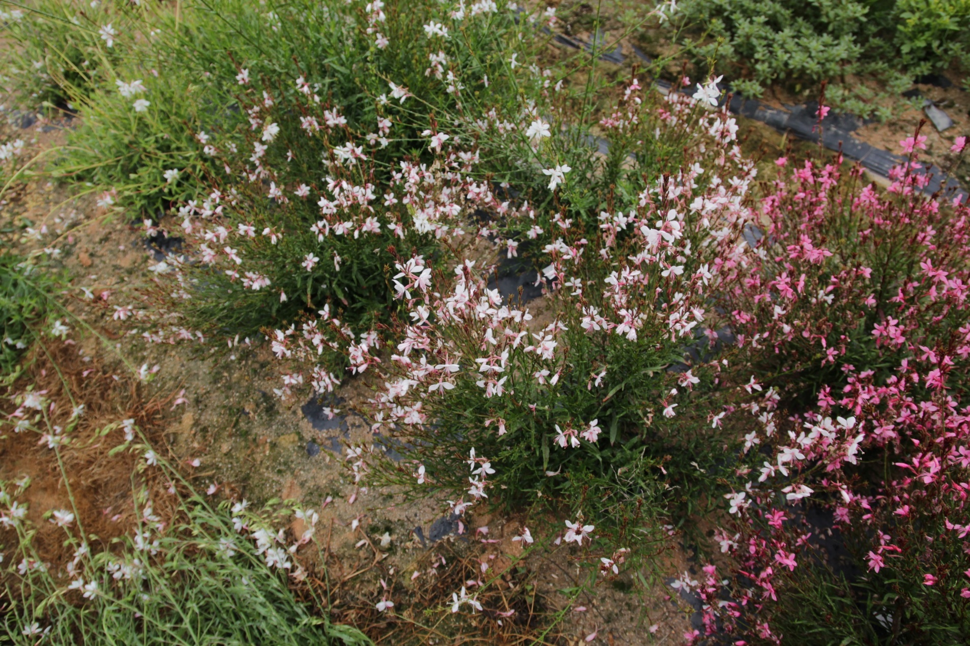 Gaura lindheimeri-Baby White_02.jpeg