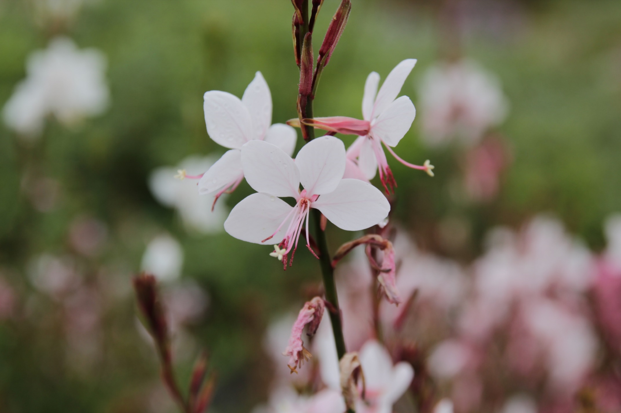 Gaura lindheimeri-Baby White_01.jpeg