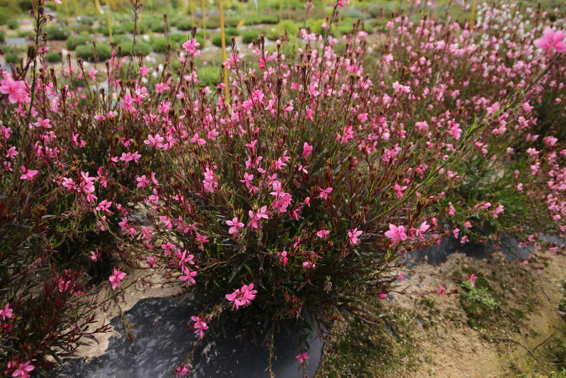 Gaura lindheimeri-Baby Red_02.jpeg