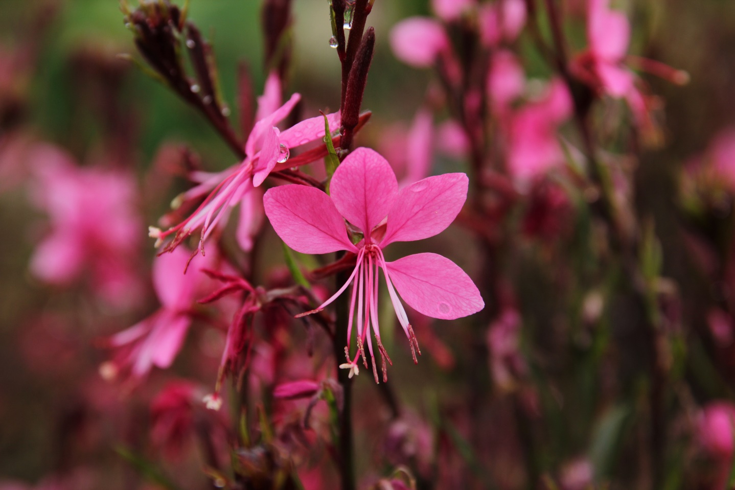 Gaura lindheimeri-Baby Red_01.jpeg