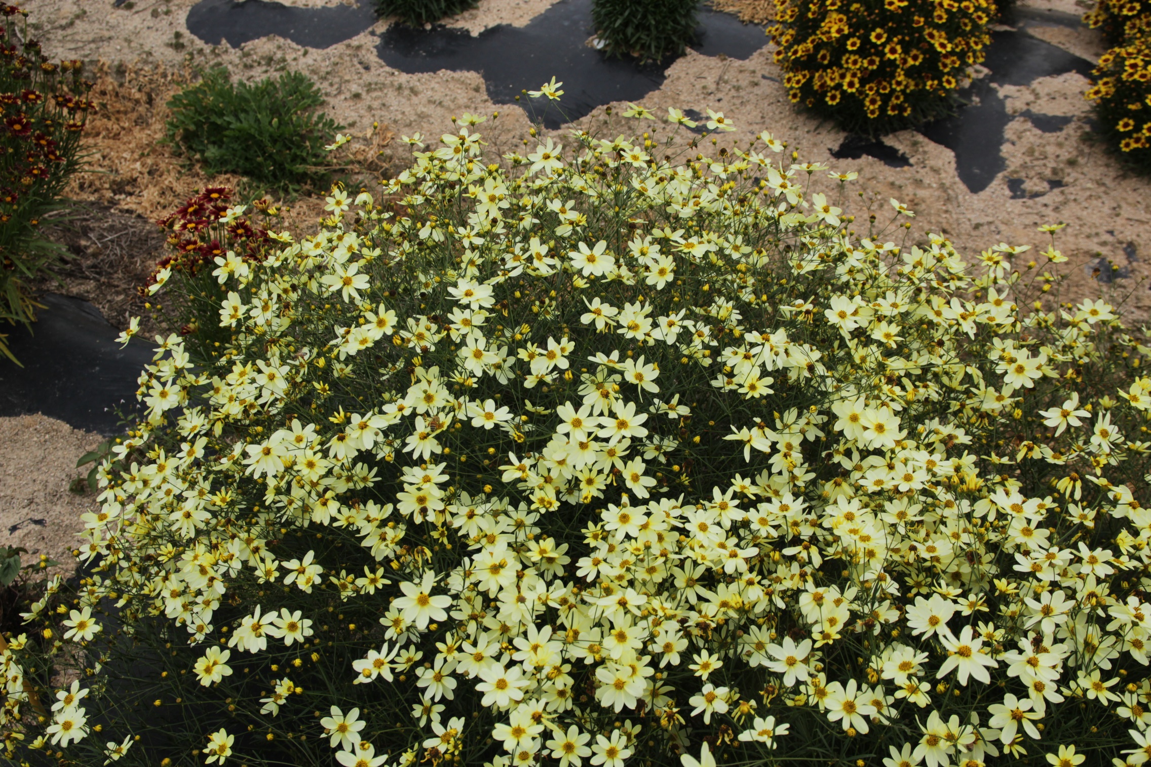 Coreopsis verticillata-Moonlight Sonata_02.jpeg