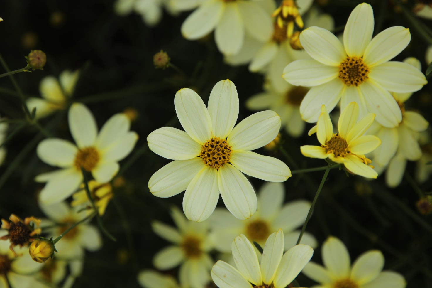 Coreopsis verticillata-Moonlight Sonata_01.jpeg