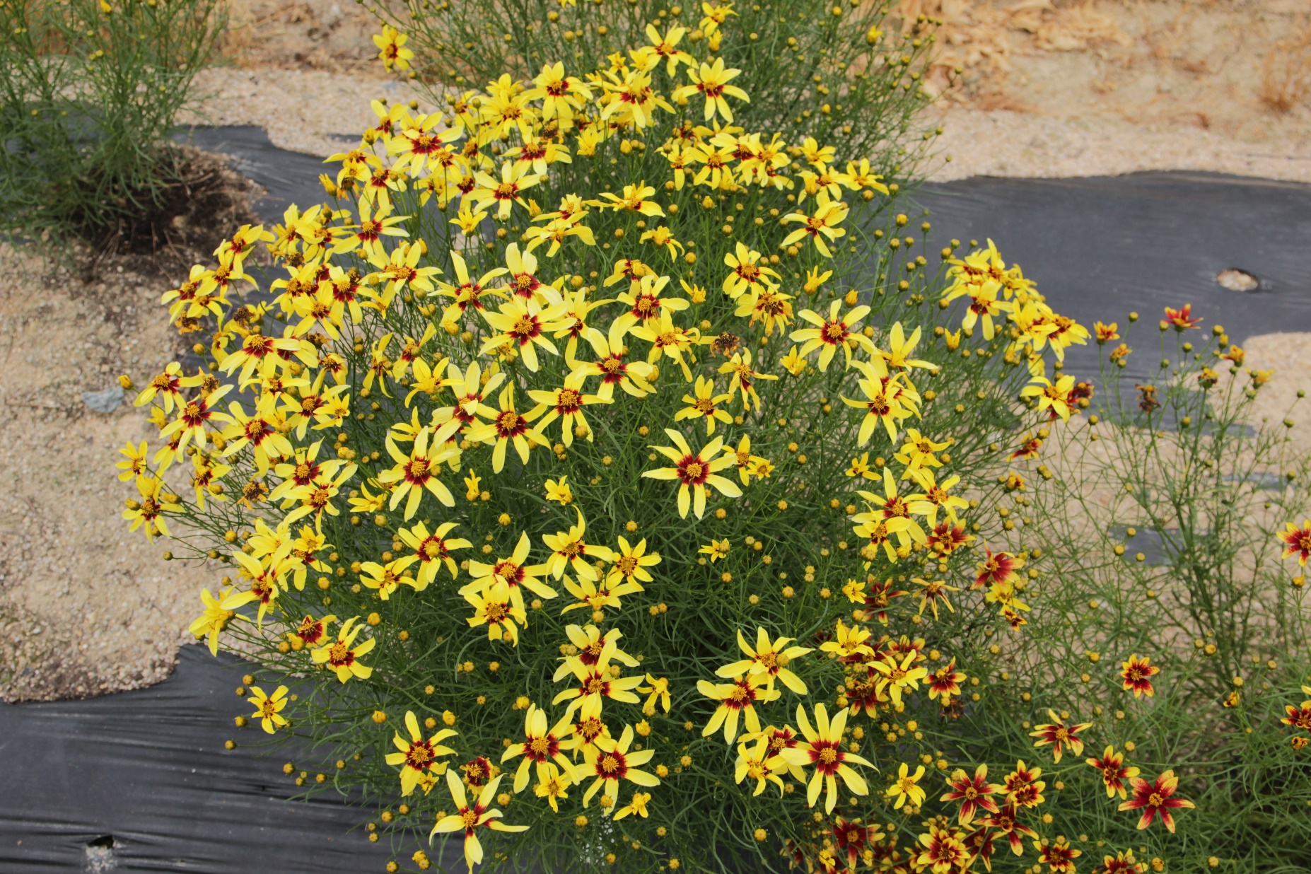 Coreopsis verticillata-Poodle_02.jpeg