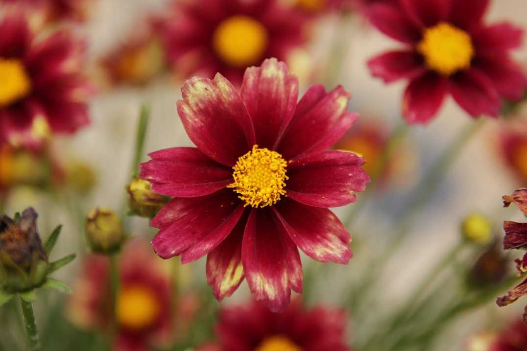 Coreopsis verticillata-Hong Gye guk-Phoenix_01.jpeg