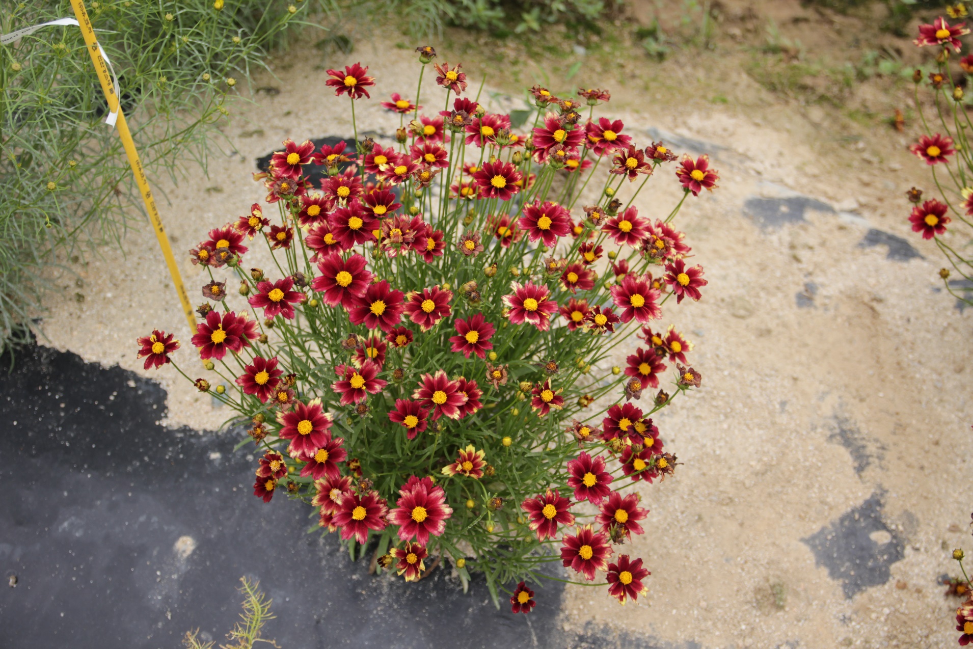 Coreopsis verticillata-Hong Gye guk-Phoenix_02.jpeg