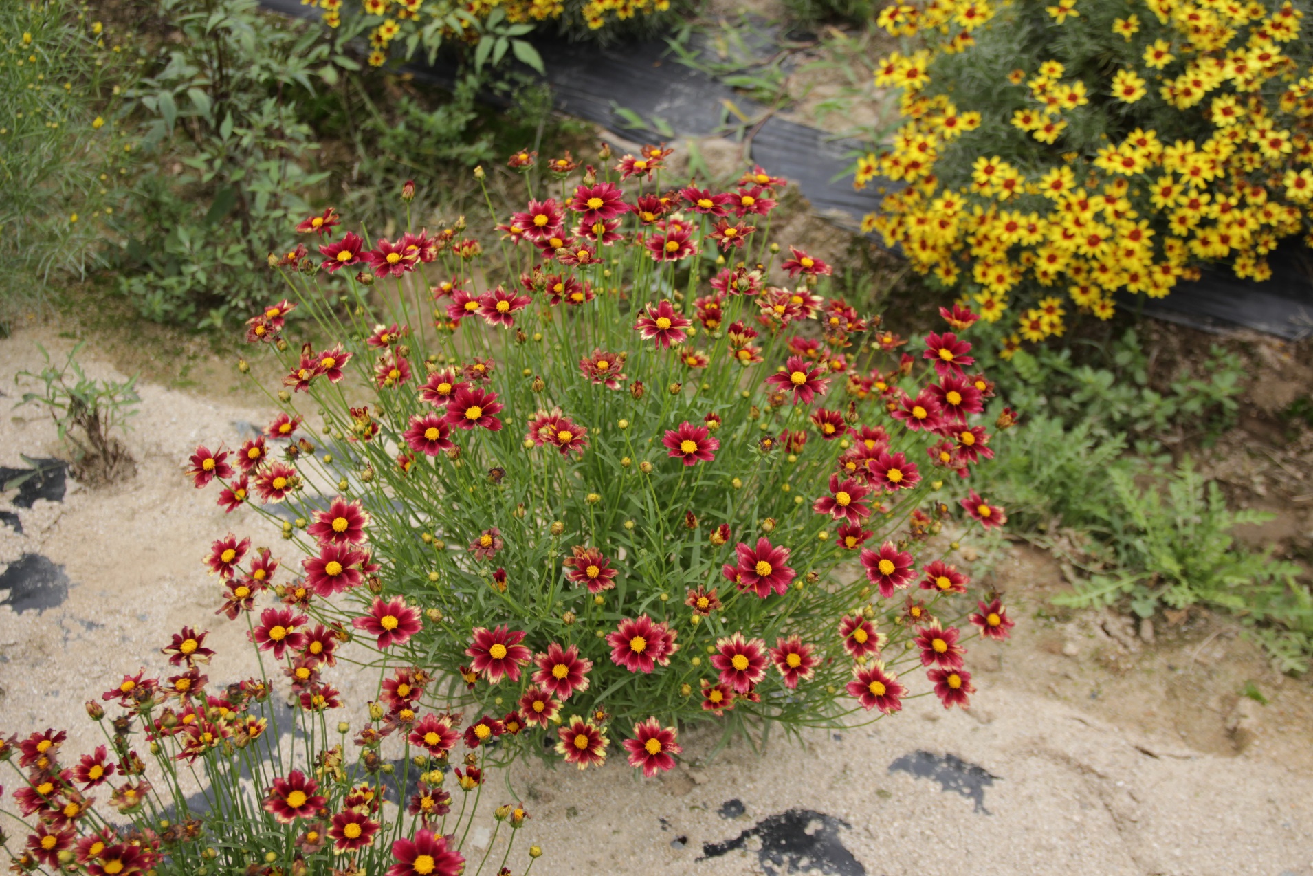 Coreopsis verticillata-Hong Gye guk-Turkey_02.jpeg