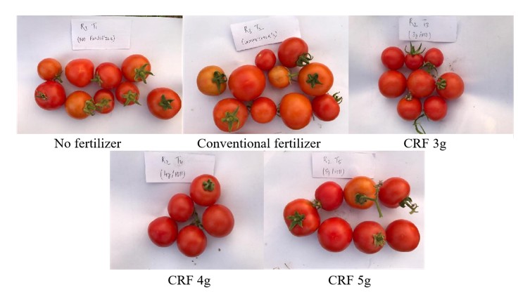 India tomato result comparison.JPG