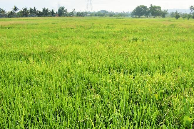 Rice field in Philippines.png