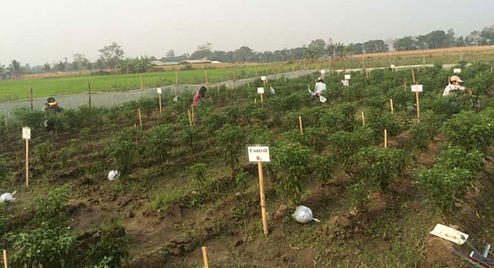 Chili field in Myanmar_02.jpg