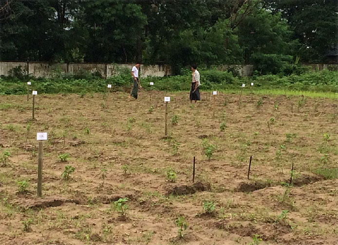 Chili field in Myanmar_01.jpg