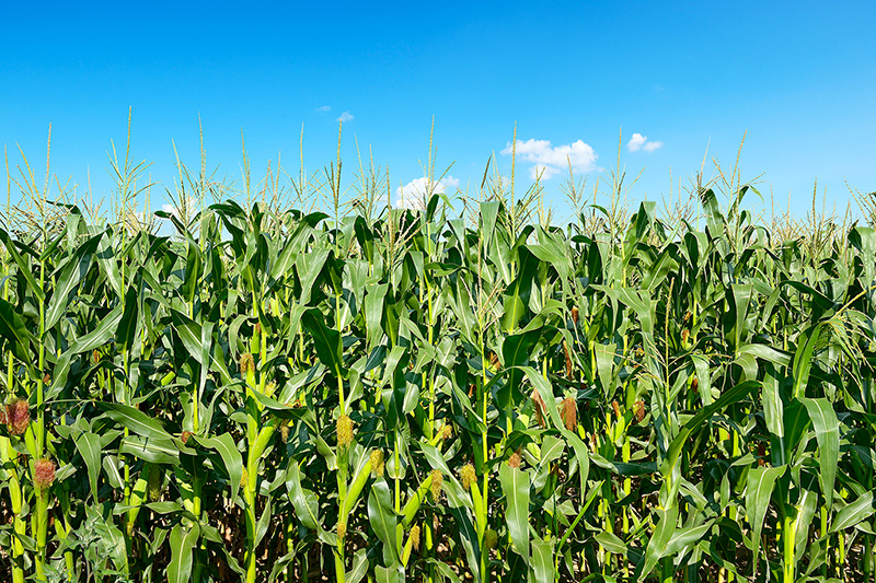 Corn field in Philippines.jpg