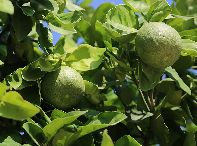 Lime Tree farm in Mexico.jpg