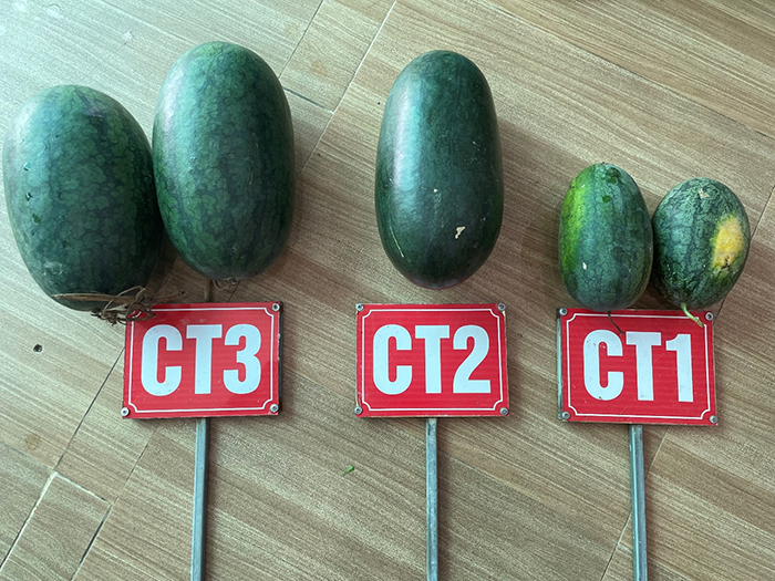 Yielded fruits (CT3 - Hi-Cote CRF treatment, CT2 - Local farming methods with conventional fertiliz.png