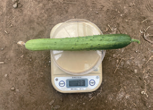 Difference in Cucumber Weight hi-cote.png