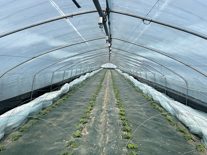 greenhouse cultivation facilities.jpg