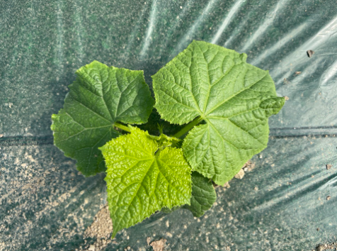 Two weeks after cucumber planting .png