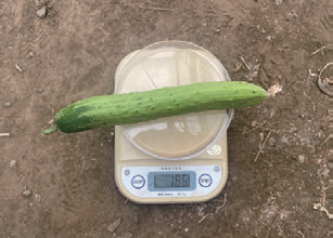 Difference in Cucumber Weight-control.png