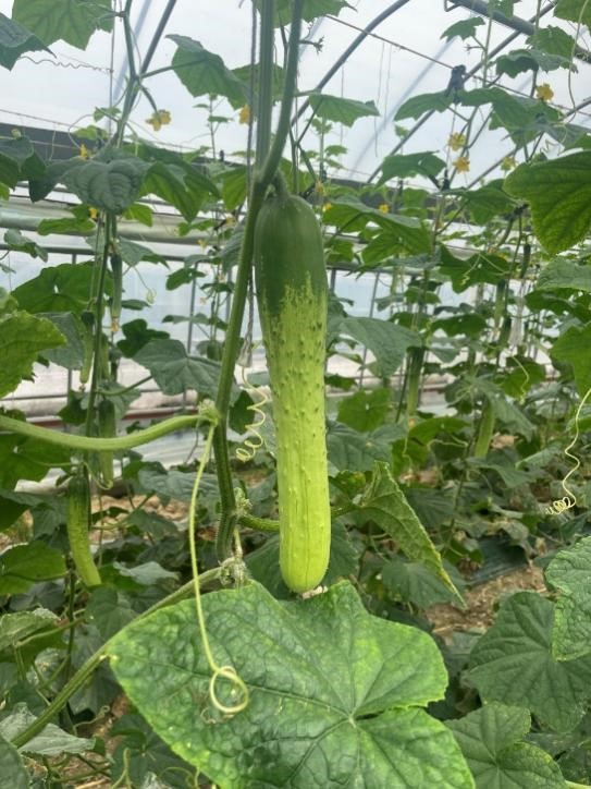 cucumber-2.jpg