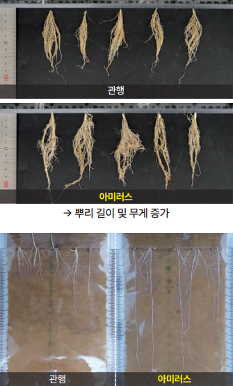 아미러스 뿌리발육 및 생육발달.png