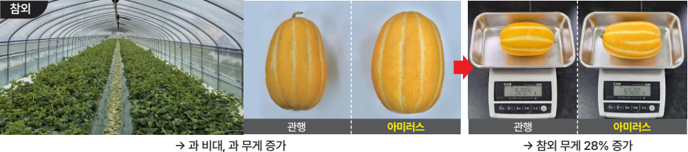 아미러스 품질 수량 증대.png